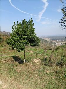 萤光闪闪照山村